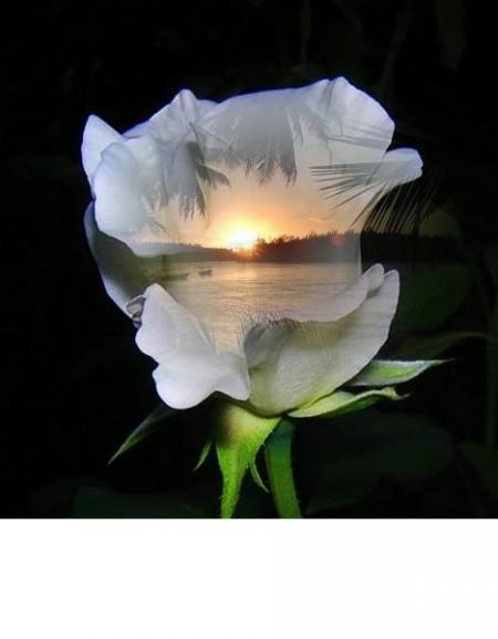 Bon week- end